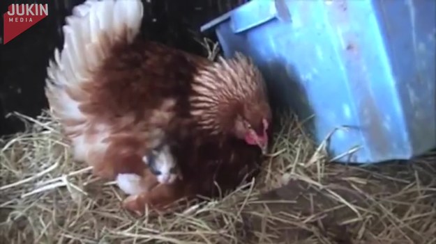 Ta kura znalazła genialny sposób na utrzymanie wysokiej temperatury ciała. Przytuliła się do malutkich kotków. Zapewniła im matczyną opiekę, co nie przeszkodziło także w tradycyjnym wysiadywaniu jaj.