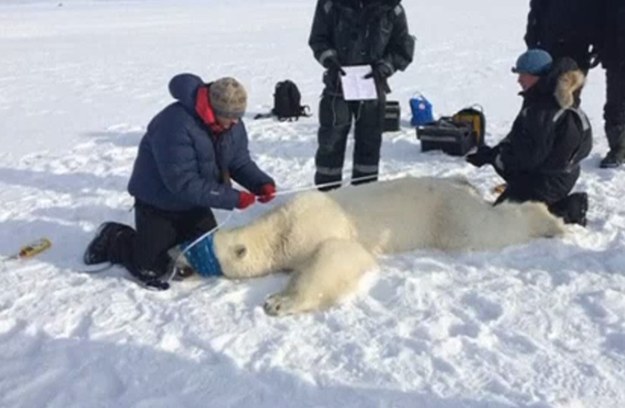 Już cztery niedźwiedzie polarne zastrzelono w tym roku na Spitsbergenie - największej wyspie Norwegii, położonej w archipelagu Svalbard, na Morzu Arktycznym. Za każdym razem w obronie własnej, ponieważ zwierzęta stały się bardzo agresywne.   
Wg ekologów ich zachowanie ma związek z ociepleniem klimatu. Niebezpieczeństwo dotyczy także Polaków pracujących m. in. w stacji polarnej Hornsund. 
