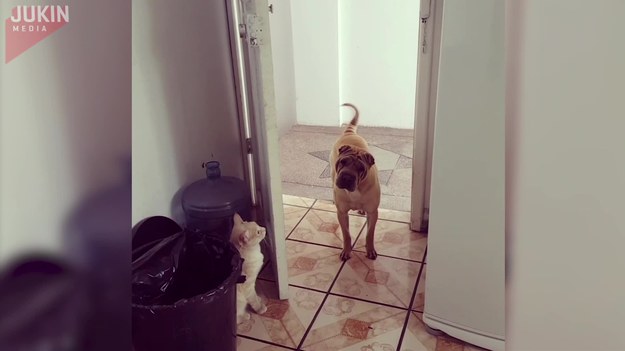 Ten pies nie mógł się zdecydować: wejść czy nie wejść do pokoju. Decyzję podjął za niego, stojący za drzwiami kot. Zobaczcie.