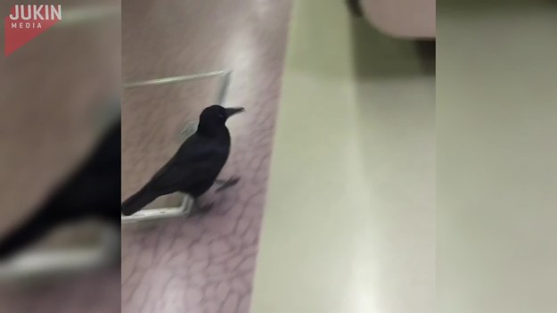 Tłok na niebie zmusił tego ptaka do skorzystania ze środków lokomocji publicznej. Oto wrona, która wsiadła do pociągu :) 