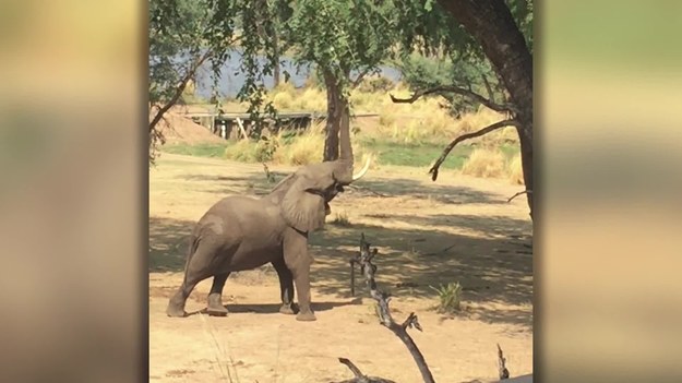 Takie widoki są rzadkością. Młody słoń miał problemy z dosięgnięciem gałęzi z pysznymi liśćmi. Postanowił sobie pomóc, stając na tylnych nogach. Opiekunka parku narodowego w Zambii, twierdzi, że mimo, iż pracuje tam od kilku lat pierwszy raz zobaczyła coś takiego.
