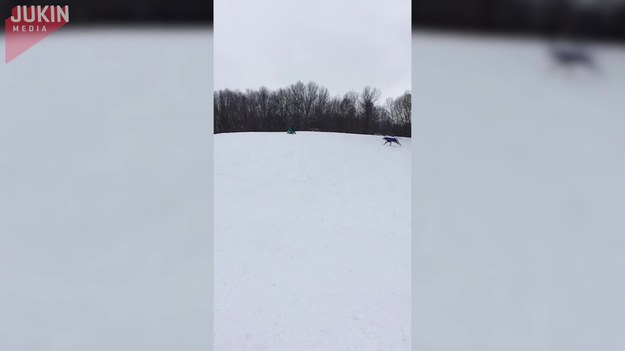 Ten chłopak zjeżdżał na desce po zaśnieżonym stoku, gdy nagle podbiegł do niego pies i zabrał mu deskę. A właściwie wyrwał i uciekł. Oj, to musiało trochę boleć.
