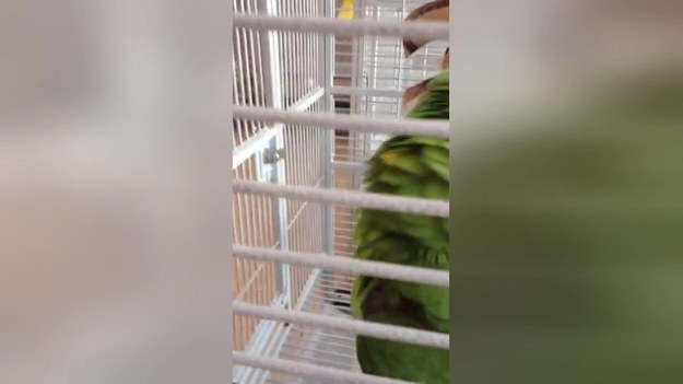 Ta papuga uwielbia śpiewać. Ale nie interesuje jej byle jaka muzyka, a wyłącznie arie operowe.