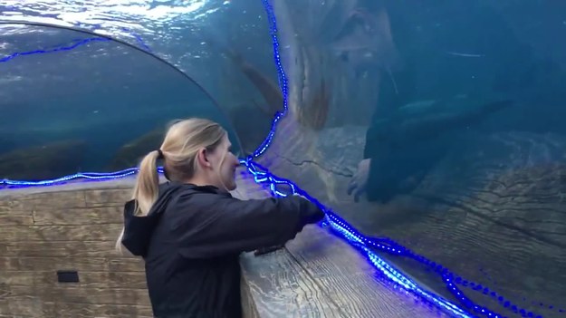 To niesamowite wideo zostało nagrane w zoo w amerykańskim St Louis. Pewna kobieta postanowiła pobawić się z lewem morskim. Szyba zupełnie im nie przeszkadzała.