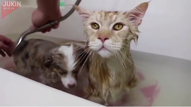 Czy oni nie wiedzą, że koty nie lubią wody? Na dodatek w towarzystwie małych psów?