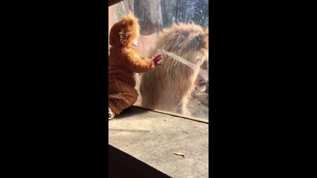 Rodzice ubrali swojego 11-miesięcznego synka w strój lwa i zabrali go do zoo. Gdy maluch pojawił się pod szybą, za którą był prawdziwy wielki dziki kot, stało się coś dziwnego...