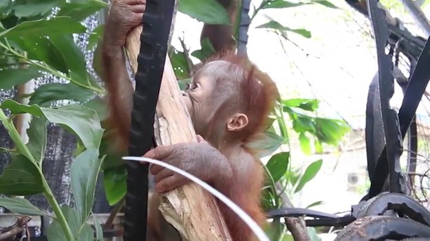 Te urocze osierocone orangutany są obecnie nieodłącznymi najlepszymi przyjaciółmi. Początki ich życia były bardzo ciężkie, a maluchy są sierotami. 