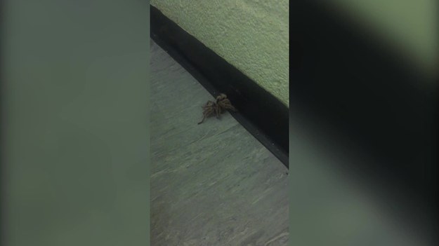 19-letni student z Fallowfield, w Manchestere przeżył szok, gdy w swojej łazience zobaczył... olbrzymią tarantulę! By pozbyć się pająka, wezwał specjalistów. Sprawdzą oni także, czy pająk nie zniósł gdzieś jaj. Student cieszy się, że święta spędzi w domu. Studenckie mieszkanie w nowym roku raczej zmieni.