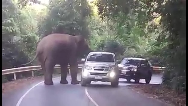 Oto ciekawski słoń, który sprawdzał samochody na drodze w parku narodowym w Tajlandii. Jedno z aut szczególnie przykuło jego uwagę. Czyżby dostał coś do jedzenia?