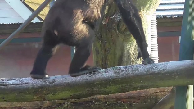 Oto Twycross zoo w Wielkiej Brytanii i Lope - młoda gorylica, która podobno "zachowuje się jak typowa nastolatka, zawsze gotowa na psoty i zabawy". Jak to się skończyło tym razem?