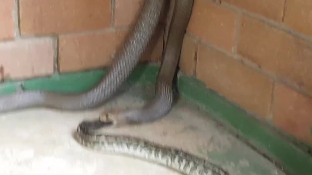 Gdy pewien mieszkaniec Brisbane w Australii wyszedł na przydomowe podwórko, zobaczył makabryczną scenę. Oto jeden z najbardziej niebezpiecznych jadowitych węży na świecie (Pseudonaja textilis) dorwał pytona dywanowego. I - jak łatwo się domyślić - już go nie wypuścił. Nagranie dla ludzi o mocnych nerwach.