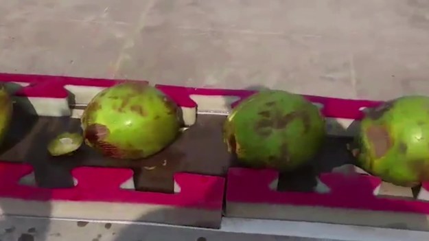 43 kokosy - tyle owoców rozbił głową pewien Pakistańczyk. I pobił światowy rekord. A głowa... wciąż cała.