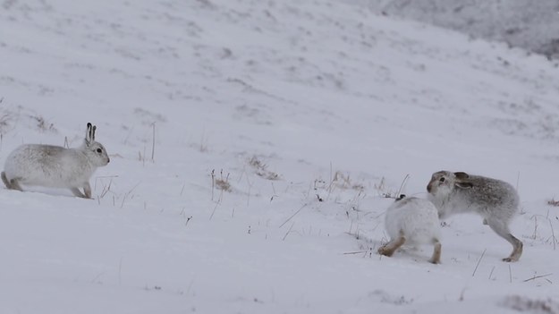 Takie nagrania to rzadkość. Godowe walki zajęcy w Parku Narodowym Cairngorms w Szkocji. To największy tego typu park na Wyspach Brytyjskich. Znajduje się w górach Cairngorms w regionie Highlands w północnej Szkocji. Najciekawsze spośród ssaków to: jeleń szlachetny, sarna oraz zając bielak - bohater filmu.