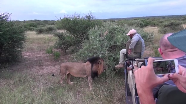 Dzikie safari w Afryce. Przewodnik z grupą turystów natknął się na dostojnego lwa. Zwierzę podeszło do mężczyzny i... tego nikt się nie spodziewał! Musicie to zobaczyć!