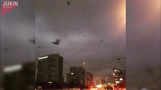 Dziesiątki tysięcy czarnych ptaków przeleciało nad miastem Houston. Dla kierowców jadących autostradą był to niesamowity, ale także przerażający widok.