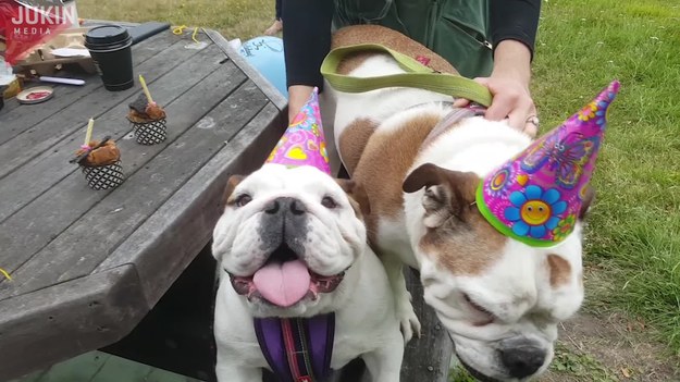 Te dwa urocze psy świętowały swoje urodziny. Jeden z nich był jednak zbyt podekscytowany i... spadł z ławki.