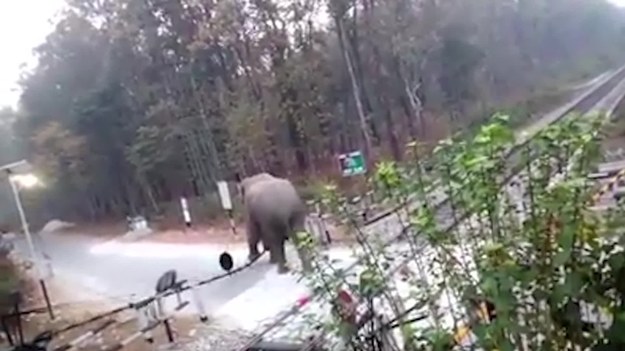 Pewien słoń został uwięziony w pobliżu przejazdu kolejowego na obrzeżach parku narodowego Chapramari w stanie Bengal Zachodni, w Indiach. Zwierzę nie poddało się jednak i "ostrożnie" podniosło szlaban, aby przejść przez tory kolejowe.