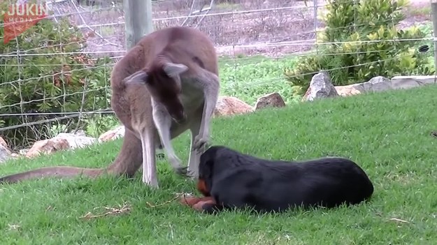 Ten kangur znalazł sobie nietypowy obiekt westchnień - ogromnego rottweilera. Czułościom nie ma końca. 