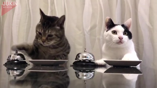 Te koty są bardzo inteligentne. Kiedy tylko poczują głód, naciskają dzwonek, który daje znać ich właścicielowi, że czas nakarmić podopiecznych.