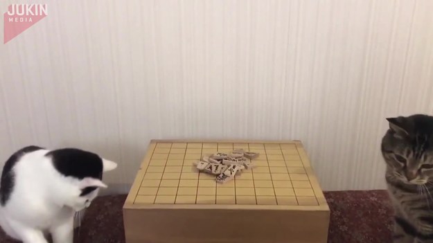 Te koty grają w Shogi. To jedna z najpopularniejszych gier planszowych w Japonii. Jest to odmiana szachów, która jednak różni się od znanych nam zachodnich szachów dość radykalnie. Po pierwsze plansza jest większa, jest też więcej figur. Po drugie, zbite figury przeciwnika można przywrócić jako nasze. Dodaje to rozgrywce ogromną ilość możliwości planowania ruchów. 