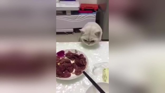 Kot dostaje w łapę przez swojego właściciela, gdy próbuje ukraść jedzenie. Zwierzak się nie poddaje i wielokrotnie sięga po mięso, leżące na talerzu.