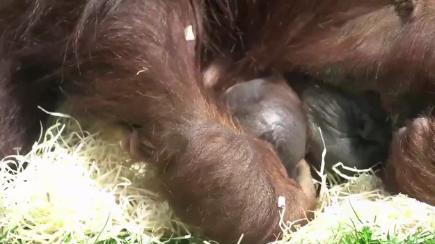 Odwiedzający Twycross Zoo w Anglii mieli okazję zobaczyć nowego członka rodziny - malutkiego orangutana. Orangutany są gatunkiem zagrożonym. W środowisku naturalnym czyhają na nie kłusownicy, którzy niszczą ich naturalne siedliska i prowadzą nielegalny handel zwierzętami.