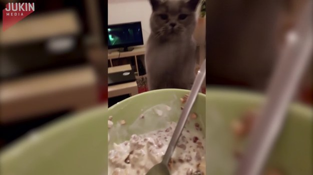 Ten kot uwielbia swoje kocie jedzenie. Za każdym razem, gdy zauważa, że jego właścicielka wyciąga karmę, staje na tylnych nogach i zaczyna błagania.