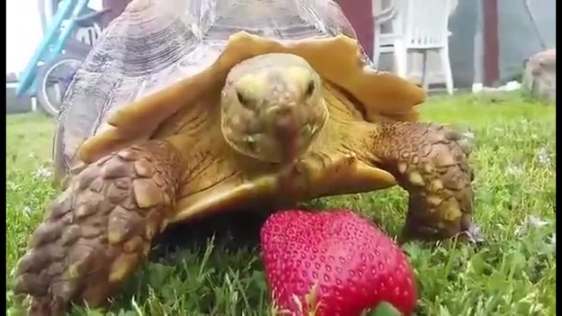 Żółw Herbie wolniutko zmierza w stronę truskawki i stara się go zjeść, ale... nie trafia w owoc.