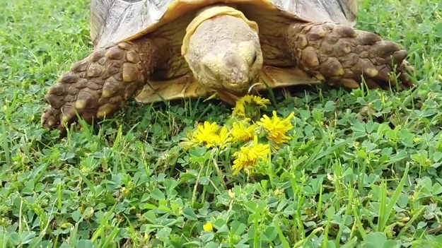 Zabawny materiał filmowy z żółwiem w roli głównej. Herbie lubi jeść mniszka lekarskiego. Obserwowanie go podczas tego "procesu" wywołuje uśmiech.
