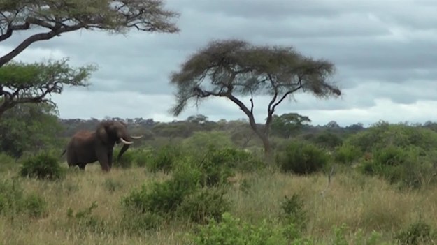 W Parku Narodowym Tarangire w Tanzanii, w Afryce Wschodniej doszło do starcia dwóch agresywnych strusi. Wszystkiemu przyglądał się słoń, który w końcu zareagował.
