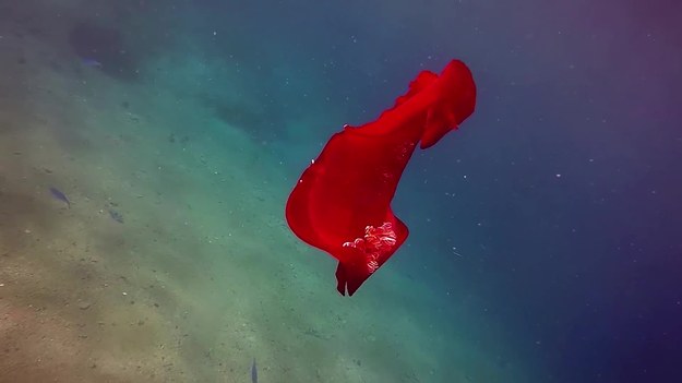 Oto nieco egzotyczna czerwona ryba, która wygląda i zachowuje się tak, jakby... tańczyła flamenco. Ten piękny filmik nagrano u wybrzeży Zatoki Akaba na Morzu Czerwonym. 