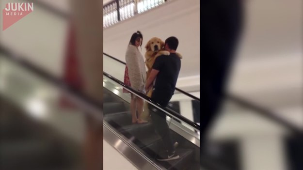 Pewna para postanowiła zabrać swojego psa do centrum handlowego. Czekała ich jazda schodami ruchomymi. Psu najwyraźniej ten pomysł się nie spodobał, więc trzeba było mu pomóc.