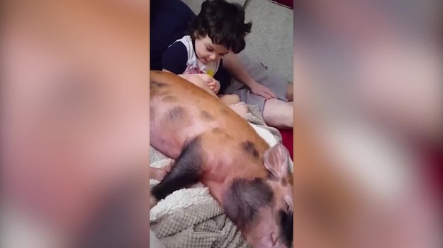 Dzieci na ogół bardzo lubią przebywać w towarzystwie zwierząt. Ten maluch leży sobie na przykład z... wielką świnią w jednym łóżku. Zwierzę jest bardzo cierpliwe.