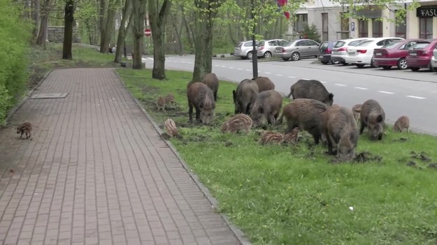 Oto centrum Sopotu. Po ulicach miasta przechadzają się… dziki. Jakie kulturalne! Przechodzą tylko na pasach. 