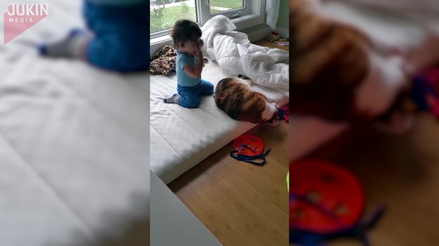 To dziecko chciało "użyć" swojego zwierzaka, Tygrysa, jako poduszki. Jak zareagował kociak?