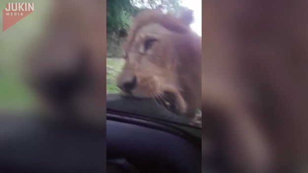 Podczas safari w Gwatemali, grupa przyjaciół spotkała się z lwem. Nie był to jednak przyjaźnie nastawiony król zwierząt. Lew zaatakował... zapasowe koło przyczepione z tyłu samochodu i całkowicie je zniszczył. Nie puścił nawet wtedy, gdy turyści powoli ruszyli. 