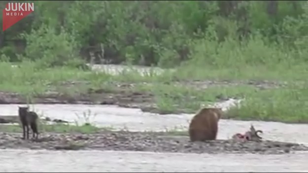 Wilk chciał wykorzystać moment, gdy niedźwiedzia dopadła senność i zabrać mu jego jedzenie. Przeliczył się jednak, a misiek okazał się być czujny.