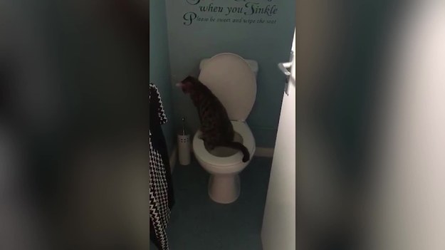 Koty to czyste zwierzęta. Dbają o swoją higienę osobistą. Ten jest jednak wyjątkowy, ponieważ... korzysta z toalety. 