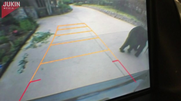 Ta kobieta chciała wyjechać swoim samochodem z garażu. Weszła do auta i.... wtedy go zobaczyła. Olbrzymiego niedźwiedzia, który wcale nie zamierzał ułatwić jej zadania.