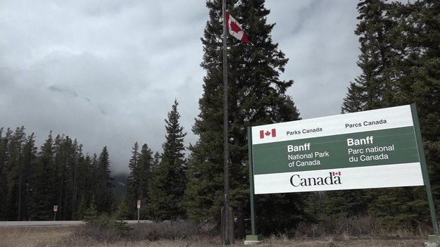 W Parku Narodowym Banff na zachodzie Kanady sezon turystyczny dopiero się zaczyna, a już jest tłoczno. Na campingu zanotowano dwa razy więcej rezerwacji niż rok temu o tej porze. Wszystko dlatego, że w tym roku państwo kanadyjskie obchodzi 150 rocznicę swojego istnienia i z tej okazji wstęp do parków narodowych jest bezpłatny. Turyści dosłownie oszaleli!