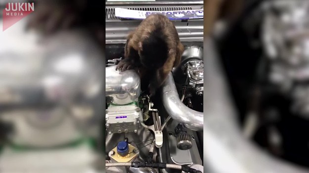 Pewien mechanik grzebał przy zepsutym aucie. Gdy odszedł na chwilę, w pobliżu pojawiła się małpa, która postanowiła sama sprawdzić, co się dzieje z silnikiem.