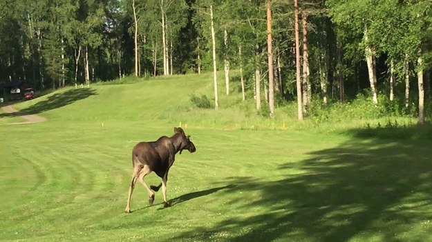 Szwecja: Spotkanie z młodym łosiem na polu golfowym zaskoczyło przebywających tam mężczyzn. 