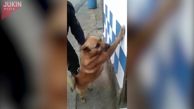 Pies stanął na dwóch łapach przy ścianie podczas gdy umundurowany policjant zrobił mu kontrolę osobistą! Myślicie, że facet zwariował? Na szczęście, nie. To tylko ćwiczenia policyjnego psa. 