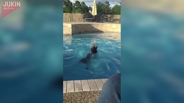 Ciepły dzień na basenie. Duży czarny labrador postanowił popływać ze swoją panią. Co zrobił jego mały kolega - york?