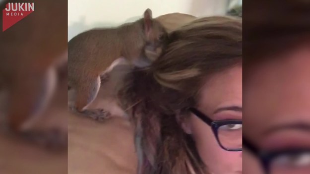 Mała wiewiórka postanowiła zakopać swój przysmak we włosach swojej właścicielki.