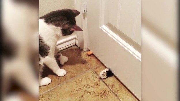 Tym kotom nie przeszkadzają zamknięte drzwi, żeby świetnie się bawić. Chociaż się nie widzą, mogą podawać sobie zabawkę. Zobaczcie.
