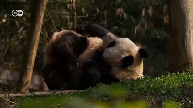 Zastanawialiście się kiedyś, dlaczego pandy są czarno-białe? Jak się okazuje, niezwykłe ubarwienie ma przede wszystkim jeden cel. Koniecznie zobaczcie!