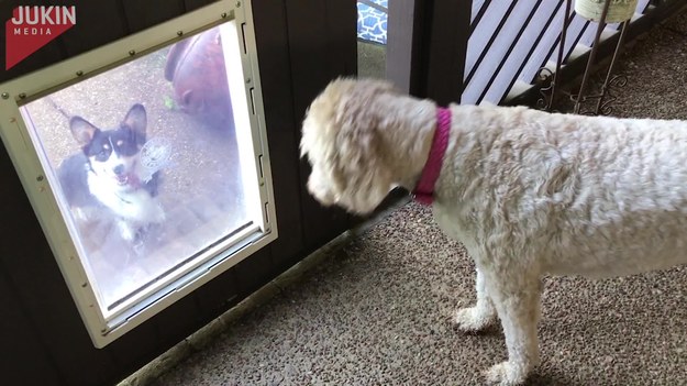 Duży pies pokazał mniejszemu, jak używać dziury w drzwiach. 