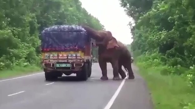 Dziki słoń zatrzymał ciężarówkę przewożącą ziemniaki i... zaczął je jeść.  