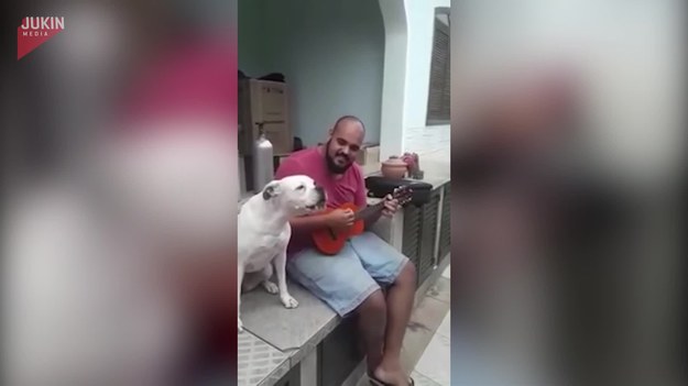 Duet idealny. Kiedy właściciel zaczyna grać na ukulele, pies siada obok niego i zaczyna śpiewać. Jak mu idzie? 